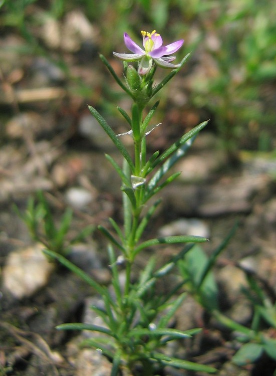 Spergularia rubra